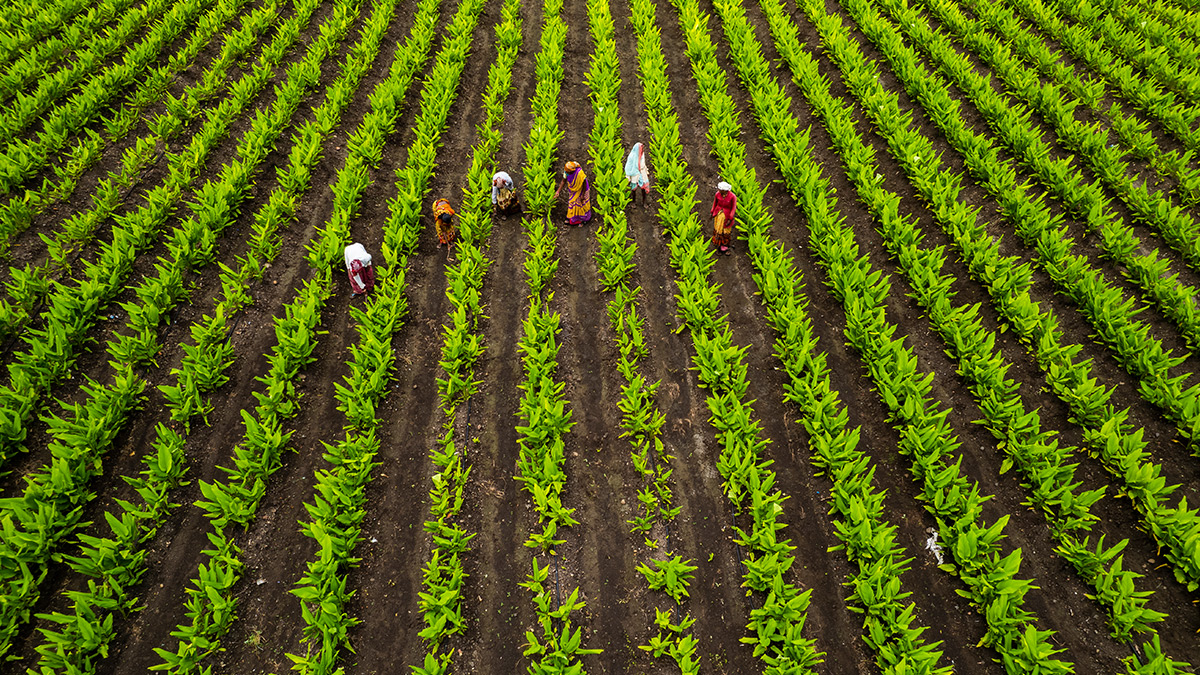 Agriculture