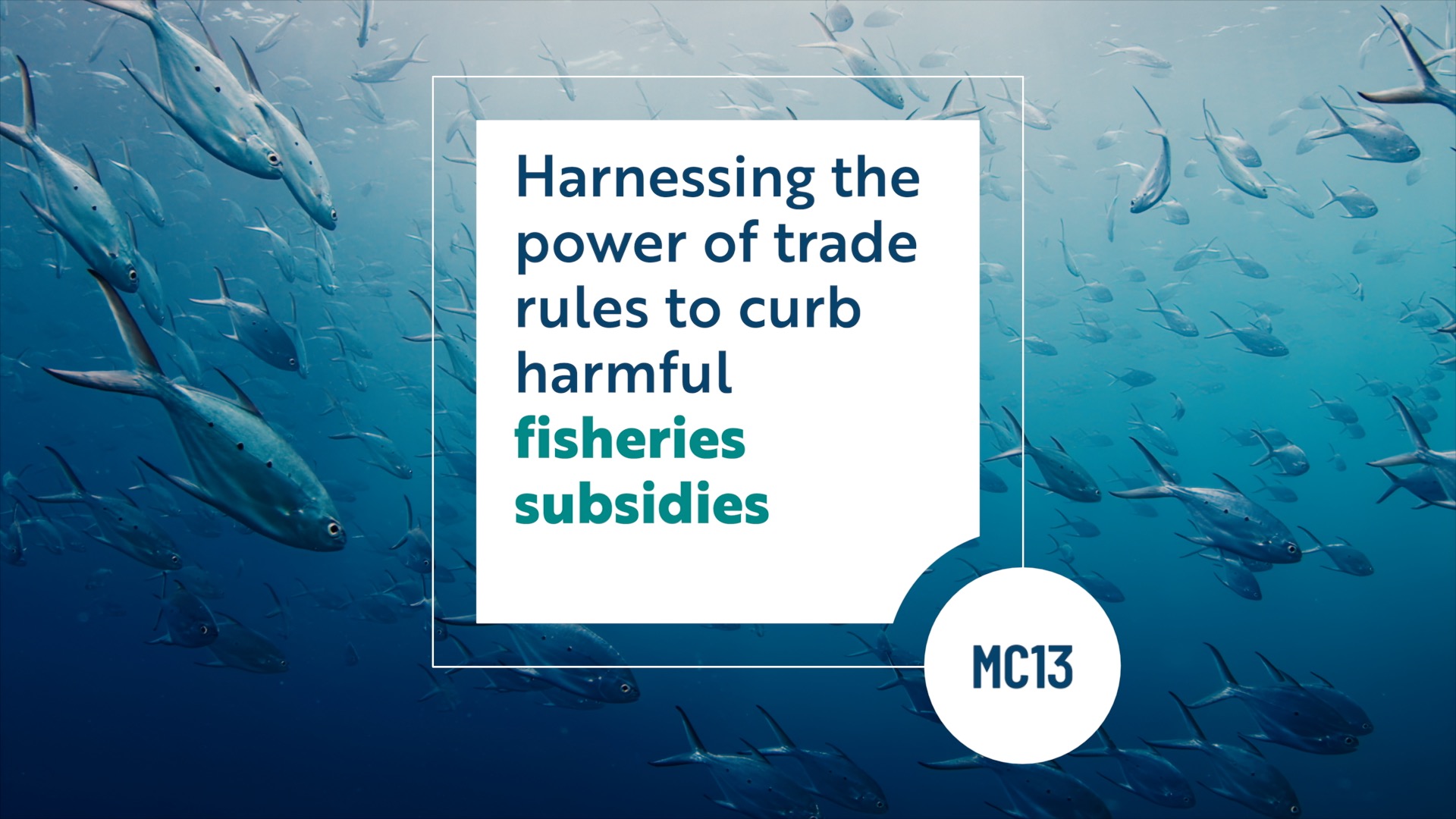 Road to MC13: Curbing harmful fisheries subsidies